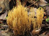 Ramaria stricta image