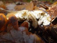 Tricholoma saponaceum image