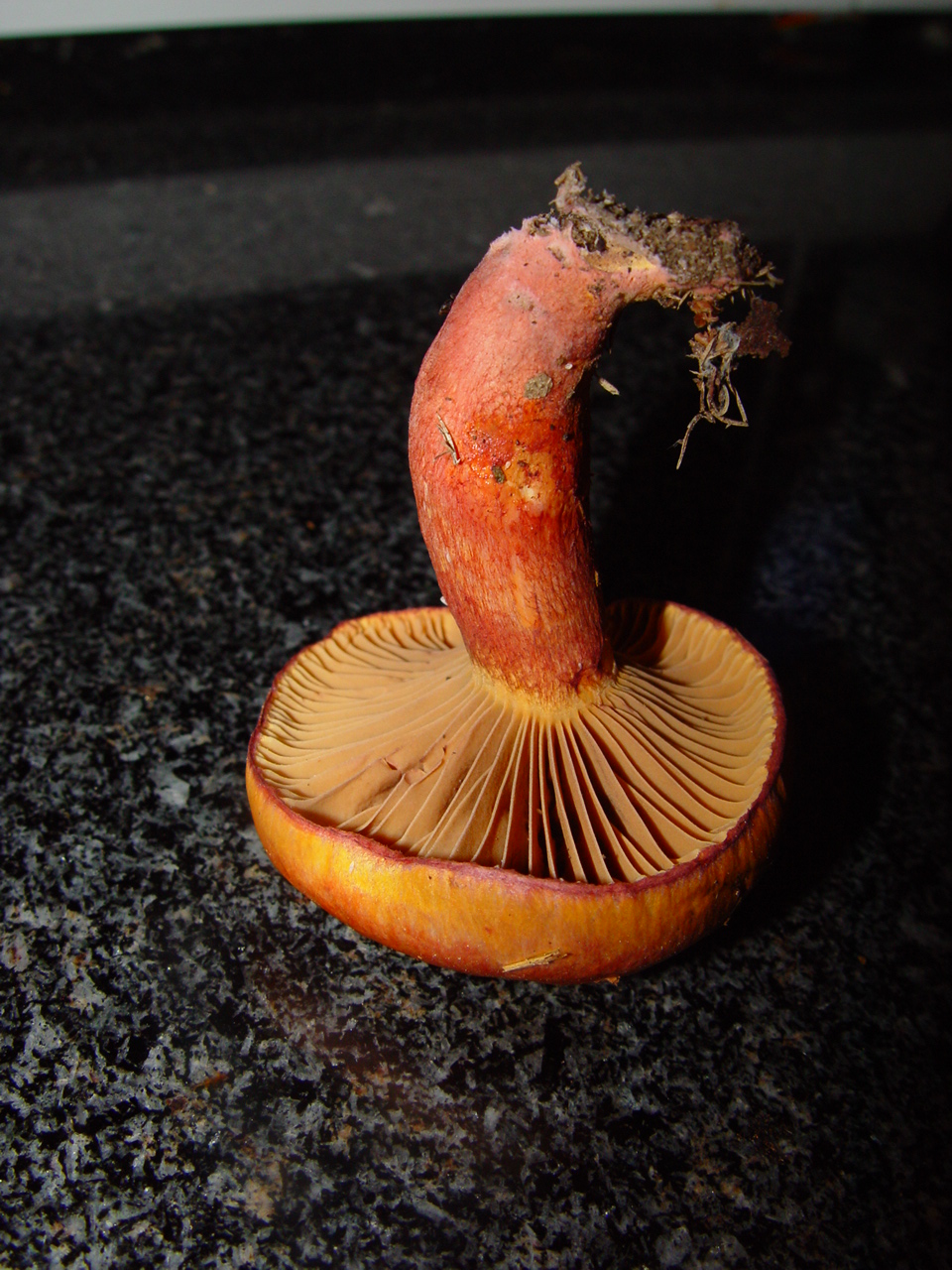 Chroogomphus fulmineus image
