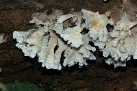 Hydnopolyporus fimbriatus image