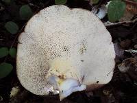 Jahnoporus hirtus image