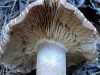 Tricholoma imbricatum image