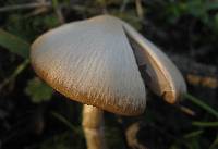 Psathyrella longistriata image