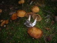 Cortinarius poecilopus image