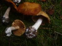 Cortinarius poecilopus image