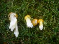 Hygrophorus speciosus image