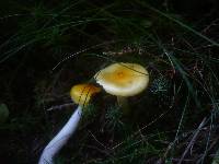 Hygrophorus speciosus image