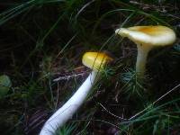 Hygrophorus speciosus image