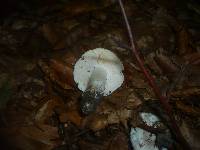 Tricholoma columbetta image