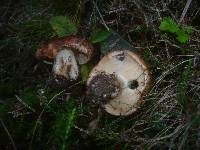 Tricholoma pessundatum image