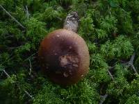 Tricholoma pseudonictitans image