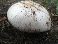 Amanita roseolamellata image