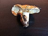 Leucopaxillus tricolor image