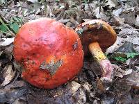 Rubroboletus dupainii image