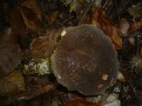 Boletus pruinatus image