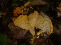 Cantharellus friesii image