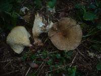 Ampulloclitocybe clavipes image