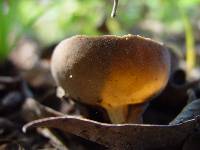 Helvella solitaria image