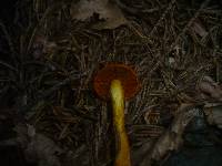 Cortinarius malicorius image