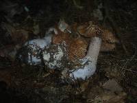 Cortinarius poecilopus image