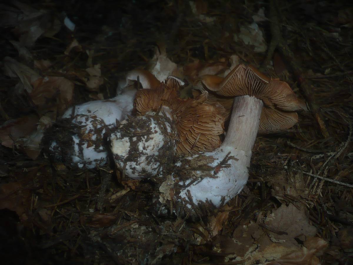 Cortinarius poecilopus image