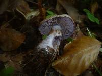 Cortinarius purpurascens image