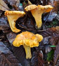 Cantharellus subpruinosus image