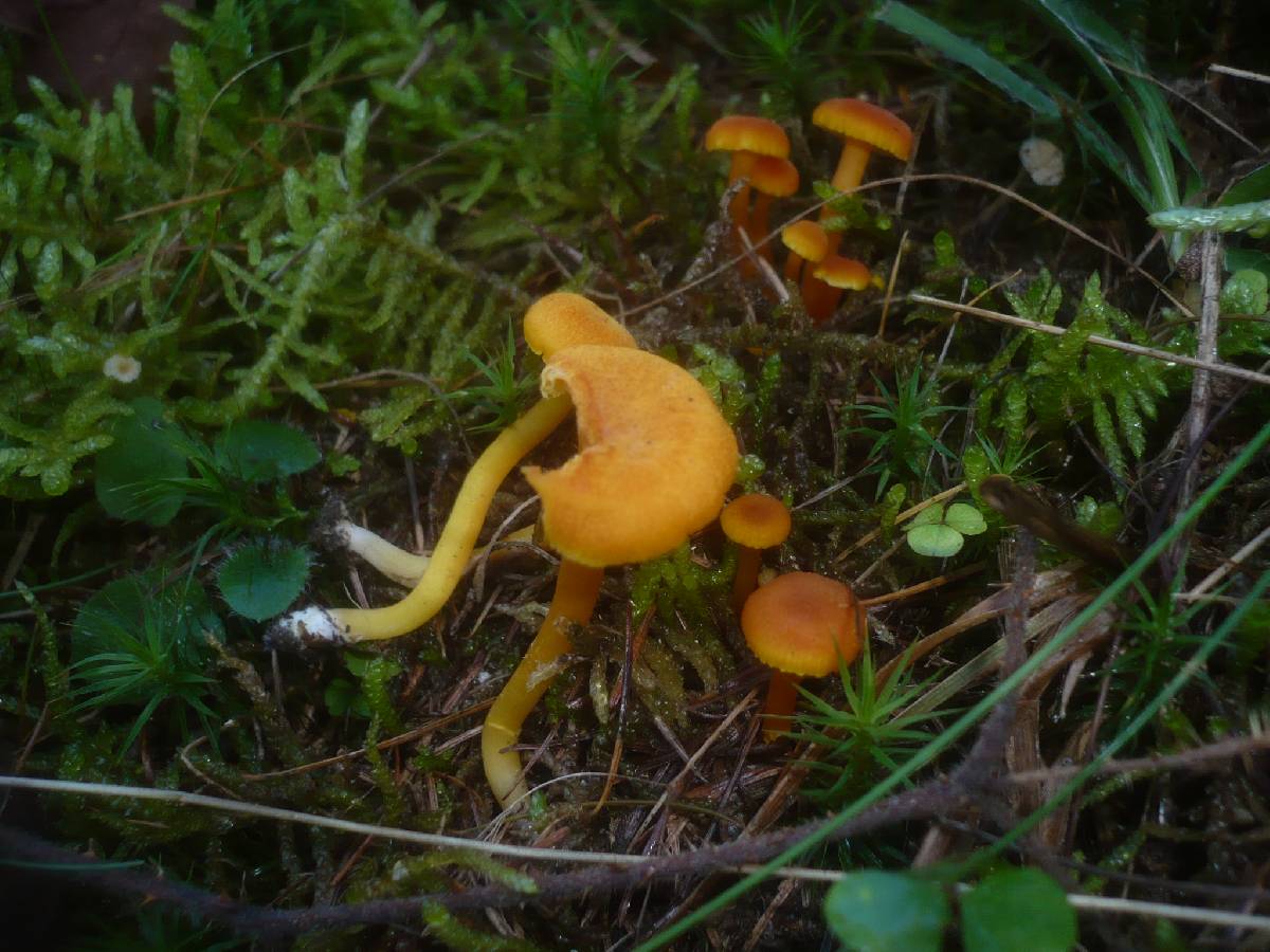 Hygrocybe quieta image