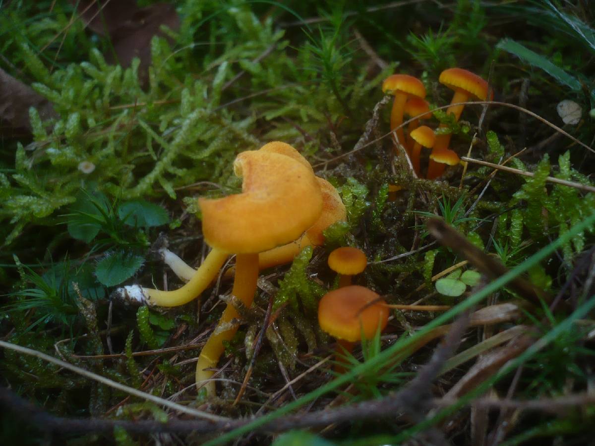 Hygrocybe quieta image