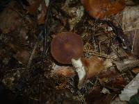 Lactarius subdulcis image