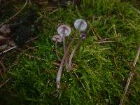 Mycena purpureofusca image