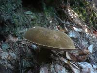 Tylopilus porphyrosporus image