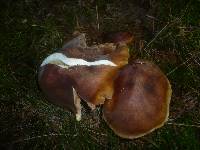 Tricholoma pseudonictitans image