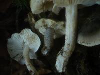 Tricholoma saponaceum var. ardosiacum image