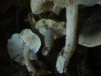 Tricholoma saponaceum image