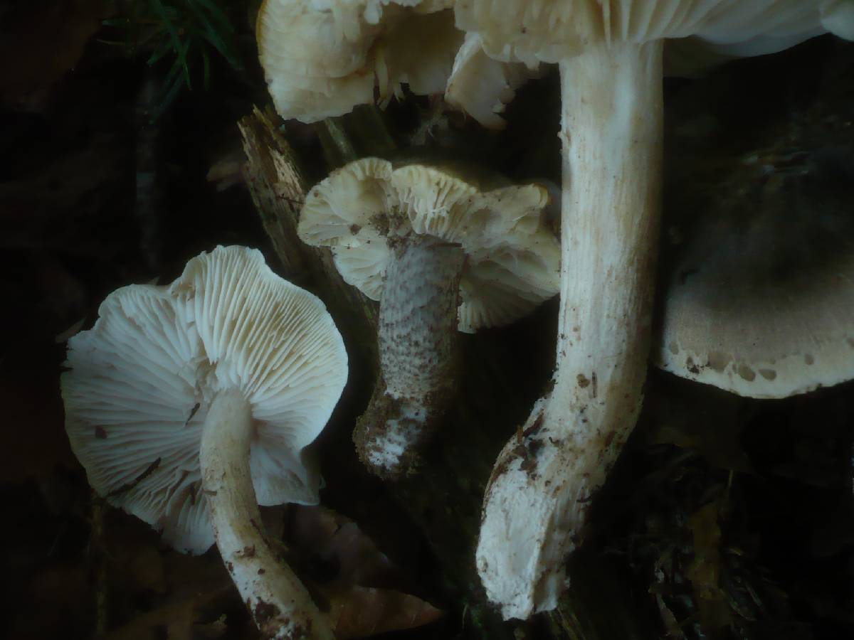 Tricholoma saponaceum var. ardosiacum image