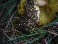 Boletus ferrugineus image