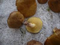 Suillus collinitus image