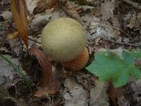 Boletus luridus image