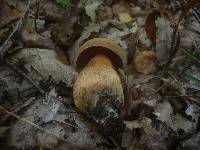 Boletus luridus image