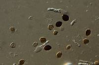 Panaeolus acuminatus image