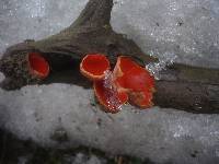 Sarcoscypha austriaca image