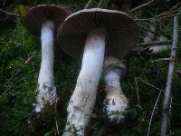 Cortinarius anomalus image