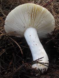 Russula cremoricolor image
