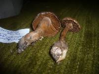 Cortinarius argutus image