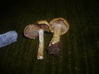 Cortinarius cephalixus image