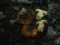 Cortinarius quercilicis image