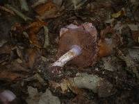 Cortinarius rufo-olivaceus image