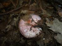 Cortinarius rufo-olivaceus image