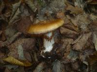 Cortinarius saporatus image